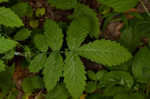 Beaked agrimony